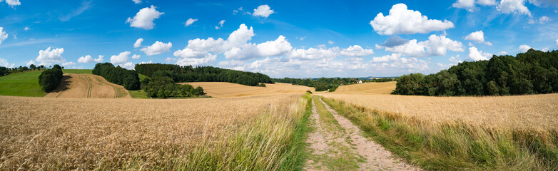 Fototapeta na wymiar A dirt road in a wheat field, a panorama