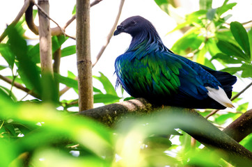 Nicobar Pigeon (Caloenas Nicobarica), rare tropical bird