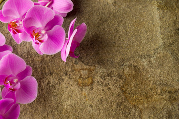 Beautiful orchid flower on the stone background. Top view.