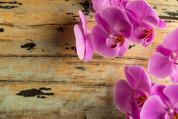 Beautiful orchid flower on the wooden background. Top view.