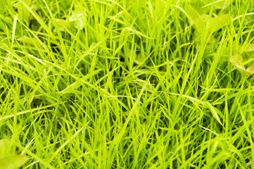 Green grass close-up. The color of the season. Saturated