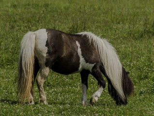 konie