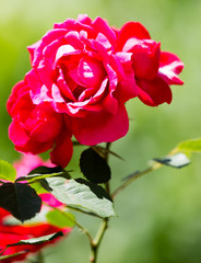 Red rose in a park in the nature