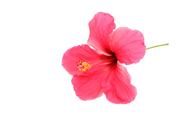 Beautiful pink hibiscus flower on white background