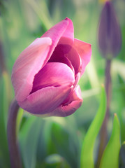 Beautiful pinkish purple tulip
