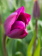 Fototapeta na wymiar Purple tulip closeup 