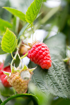Organic ripe red raspberries on the bush.