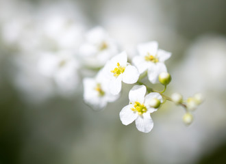 Small white flowers on the nature