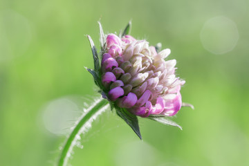 Close-up macro photo of a Scabious flower with water drops