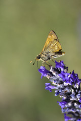 Small Skipper Butterfly (Thymelicus sylvestris)