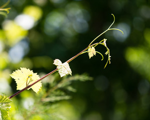 Mustache of grapes with green leaves