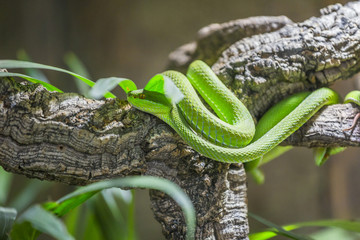 Un serpent vert sur une branche camouflé sous une feuille