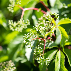 Little green grapes in the spring on nature