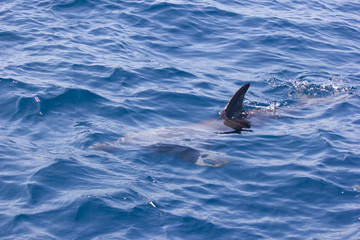 wild dolphin dorsal in sapphire water
