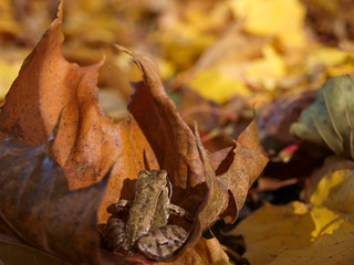 Frog in the leaves (Autumn)