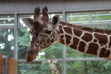TIERE_2222_Rothschildgiraffe
