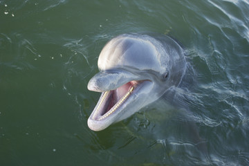 wild dolphin mouth open