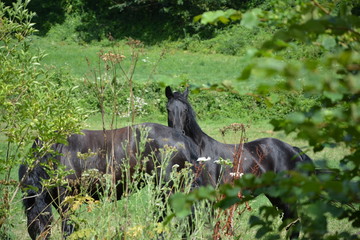 chevaux noirs dans la campagne normande