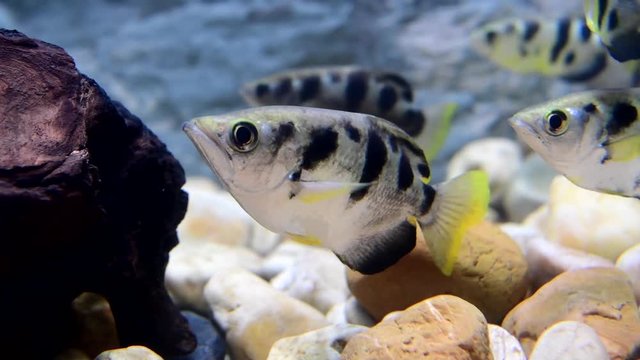Common Archer Fish (Toxotes chatareus) swimming underwater.