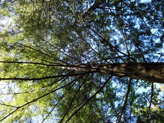 Fototapeta premium Blue sky shines through leaves and branches in forest