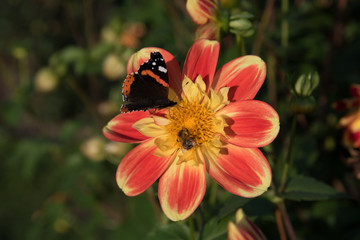 die kleine Hummel