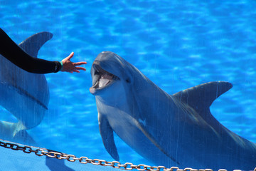 TIERE_2268_Delphin © Stephan von Mikusch