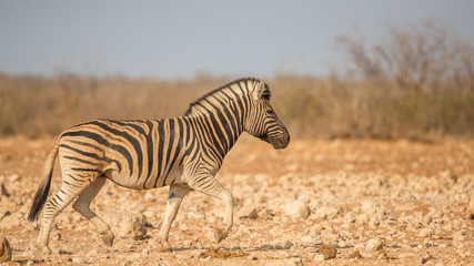 Fototapeta na wymiar Walking mountain zebra (Equus zebra), Etosha National Park, Namibia