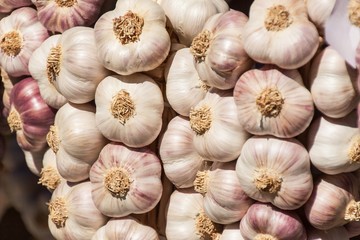 Sales of fresh garlic at the market. Cultivating healthy vegetables. Traditional aromatic spices.
