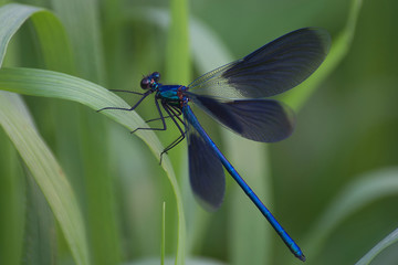 Na listku trawy © Tomek Kiecana