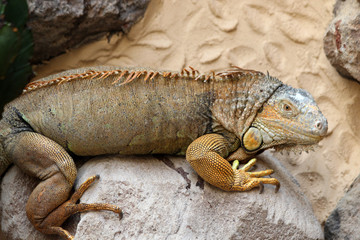 TIERE_2279_gruener_Leguan