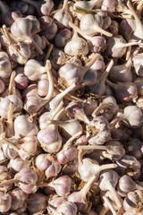 Sales of fresh garlic at the market. Cultivating healthy vegetables. Traditional aromatic spices.