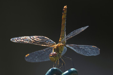 Tęczowe skrzydła 1 © Tomek Kiecana