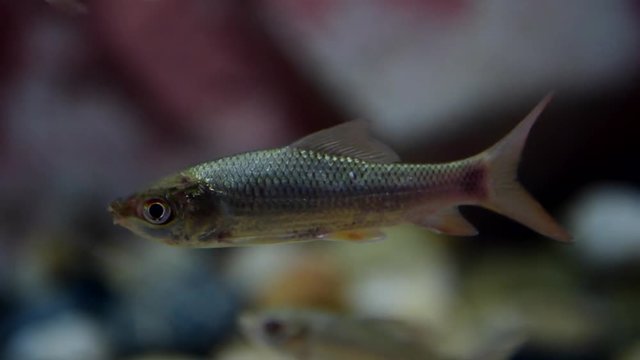 Indian Anchovy (Cyclocheilichthys apogon) swimming underwater.
