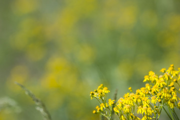 Obraz premium yellow flowers green background 1
