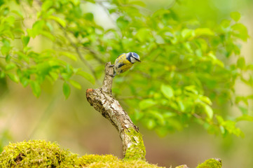 great tit 