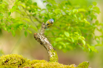 great tit 