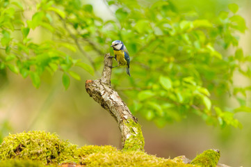 great tit 