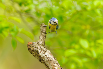 great tit 
