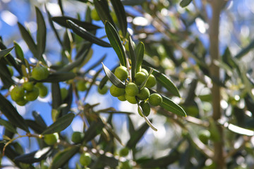 olives