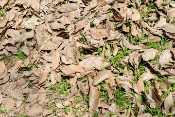 fallen autumn leaves on grass