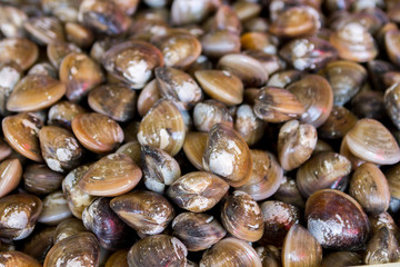 Shell mussel natural background