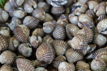Shell mussel natural background