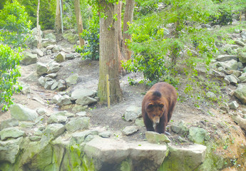 Ours grizzly