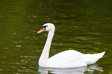 Swan on a pond