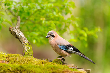 Eichelhäher, Eurasian jay, Garrulus glandarius