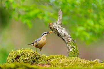 Nuthatch