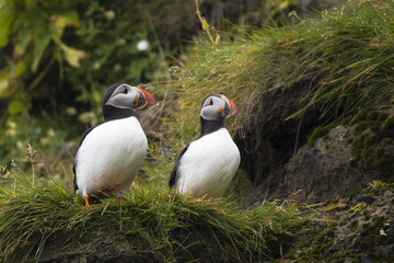 Puffin Couple in Iceland
