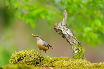 Nuthatch