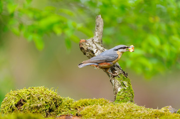 Nuthatch