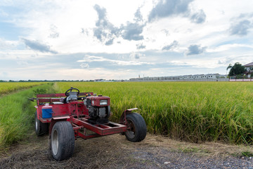 Obraz premium Thai farm tractor on the rice field waiting for harvest.